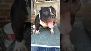 Daxline American bully