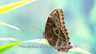 Brazilian Blue Jeans: The Brilliant Morpho Butterflies of the Atlantic Forest!