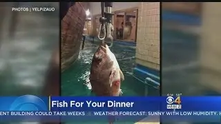 Restaurant Lets You Catch Your Own Fish Dinner