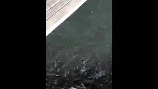 Feeding African Hito