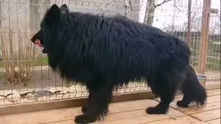 World Best Quality German Shepherd Long Coat Dogs In Poland🇵🇱