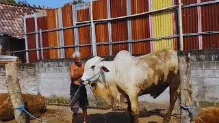 SAPI JUMBO SIMENTAL BESAR KEKAR