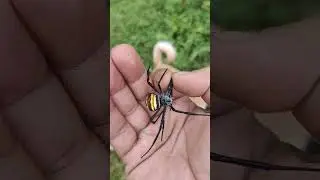 how about a Human Face spider 🕷️#shortsfeed #youtubeshorts