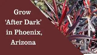 Grow Agonis flexuosa 'After Dark'Peppermint Willow Tree in Phoenix Arizona