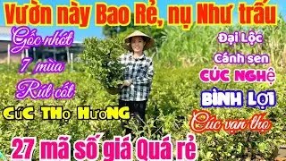 🍀15/1☎️037 993 2216-Nguyên 👉 xã quá rẻ mai tết cực già mùa, đại Lộc, bình lợi, thọ hương,cúc vạn thọ