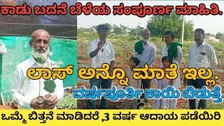 ಕಾಡು ಬದನೆಕಾಯಿ ಬೆಳೆಯ ಸಂಪೂರ್ಣ ಮಾಹಿತಿ | ಒಮ್ಮೆ ಬಿತ್ತನೆ ಮಾಡಿದರೆ , 3 ವರ್ಷ ಕಾಯಿ ಬಿಡುತ್ತೆ | ಲಾಸ್ ಅನ್ನೊ ಮಾತೆ