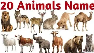 10 wild animals name hindi and english, 20 pet animal name hind में, domestic animals name, wild