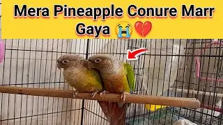 Mera Pineapple Conure Parrot Marr Gaya 😭💔 Sudden Death &ndash; Heartbreaking Moments