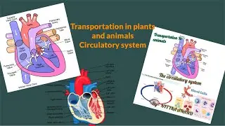 Transportation in animals and plants 🌱 | chapter -11 | class 7| Circulatory system| lesson 1