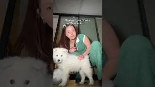 Mi perro reacciona a este audio 😨