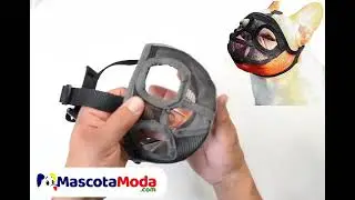 Bozal perros braquicefalos bulldog boxer boston terrier chatos Ecuador