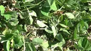 Red Clover