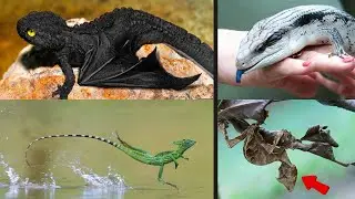 15 Most Unique Exotic Reptiles In The World