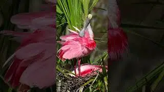 Roseate Spoonbills in the breeze #shorts #wildlife #floridawilfe #spoonbill #nestingseason
