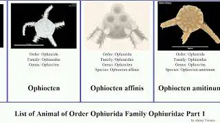 List of Animal of Order Ophiurida Family Ophiuridae Part 1 amphiophiura ophiomusium ophiolepis Dan