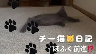 チーたん　匍匐前進(ほふく)