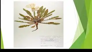 Type Specimen | Types of Type Specimen | Nomenclature Type | Eisha Javaid