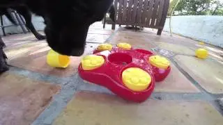 Paw Hide Dog Game by Kyjen