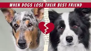 Canine Grief Is Real! Don't Ignore These Warning Signs