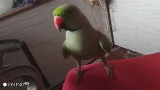 Doctor Parrot 🦜💉 vs Injection Drama (Part 2) | Pagal Beta Parrots Desi Comedy
