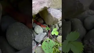 Orange salamander in its 🏠
