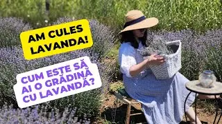 Cum se plantează LAVANDA, cum arată buchețelele și ce soiuri avem în grădină 🥹