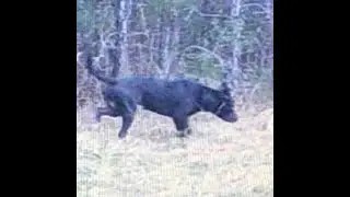 Domestic Dog Running With Coyotes