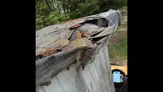 Wildlife Damage Video | Alpha Wildlife Memphis
