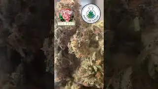 Tea Time Strain Review &ndash; Warm, Balanced Hybrid From White Labs Thailand