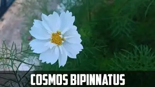 Cosmos bipinnatus flower video  |  Mexican aster  flower video