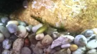 strange aquatic worms