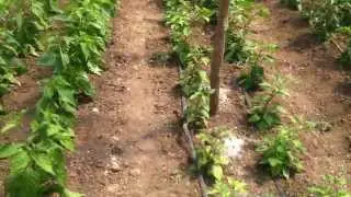Pinciranje, zalamanje, čišćenje i održavanje paprike u plasteniku