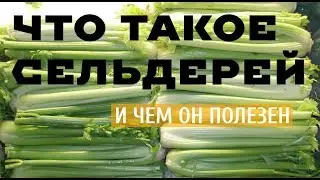 ЧТО ТАКОЕ СЕЛЬДЕРЕЙ И ЧЕМ ОН ПОЛЕЗЕН