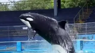 Tokitae Footage Compilation (news reports)