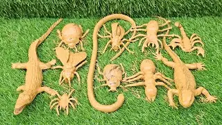 Amazing Bugs & Safari: Learn Insect and Reptile Names in English For Kids!