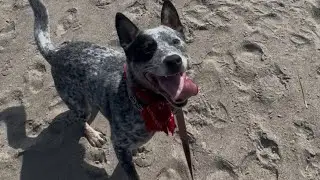 Cattle Dog Fetching on Beach Taft Oregon