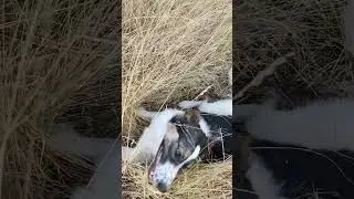 Hay time!