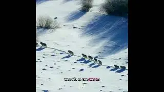 Wolves on the Hunt: Tracking Prey in the Snow