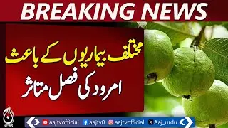 Despite Record Guava Cultivation, Farmers Remain Worried - Pakistan news