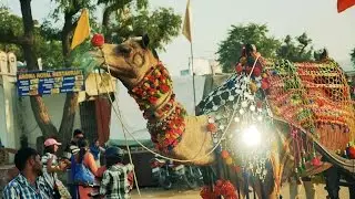 Decorated Camel and Camel Cart at Pushkar Fair Rajasthan India.camels in Pushkar Fair India video