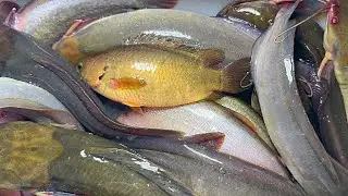 Quá Nhiều Cá Ở Vùng Biên Giới Cắm Câu Cần Nào Cũng Dính 