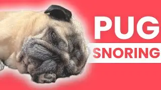Pug Sleeping Sound 😴 Pug Sound Effects | Dog Sound