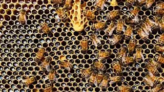 harvesting honey 🐝 🍯#bee#beehive #local #natural 🐝