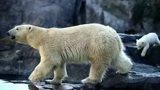 Trump approves oil drilling in Alaska wildlife refuge