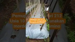 pemupukan cabe ori 212 usia 10 HST menggunakan mordenfol dan premino #cabe #cabeori212 #mordenfol