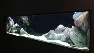 Aquadecor 2350 liter Malawi cichlid tank