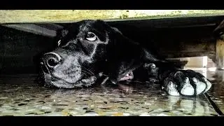 Super Excited Labrador...