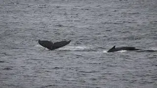 Day 6 - 5 February 2024 - Cuverville Island and Paradise Bay, Antarctic Peninsula