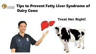 Tips to prevent fatty liver syndrome of dairy cows| milk yield | bile acids| ketosis | heifers | fat