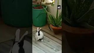 😱😱Rabbits in garden | #vlog #minivlog #viral #pets #animals #india #rabbit